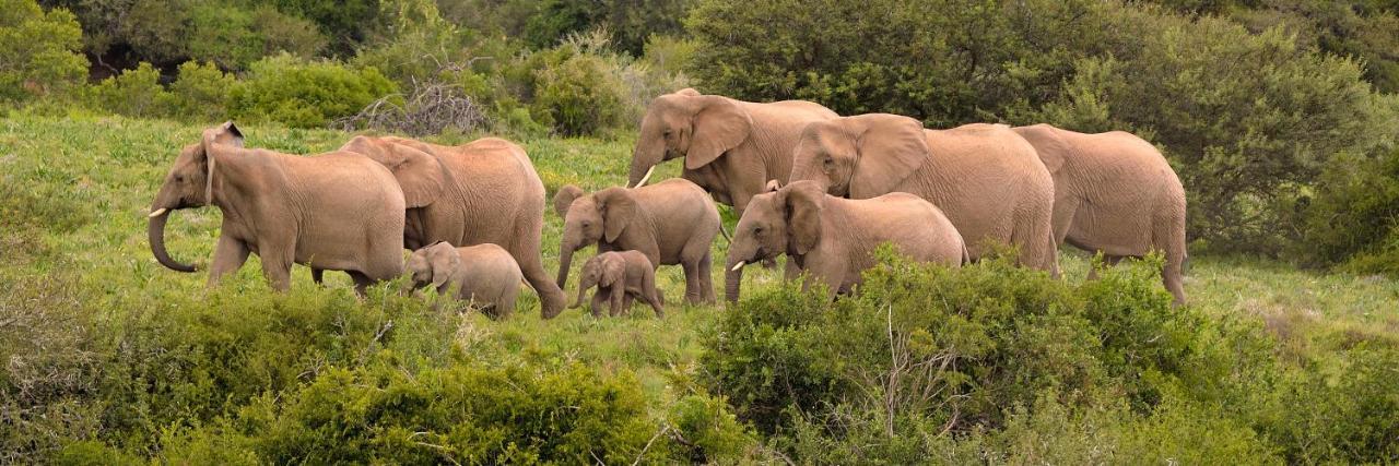 Quatermain'S 1920'S Safari Camp - Amakhala Game Reserve Ngoại thất bức ảnh